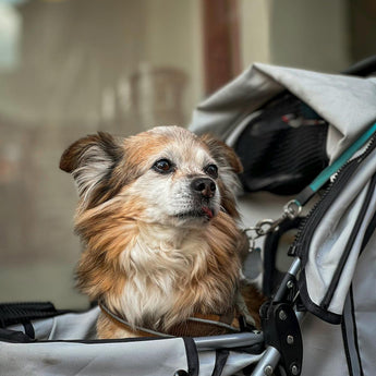 Pet Carriers & Strollers